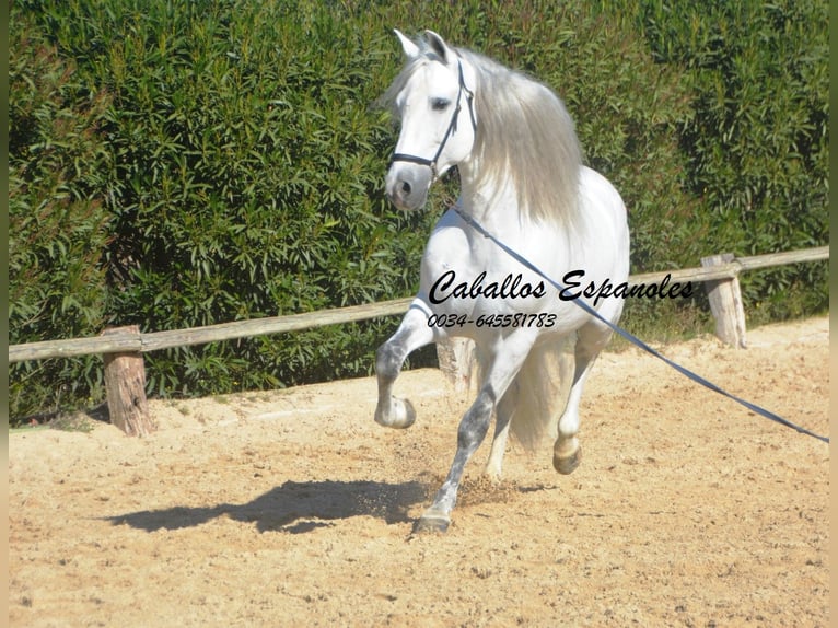 PRE Croisé Étalon 8 Ans 161 cm Gris in Vejer de la Frontera