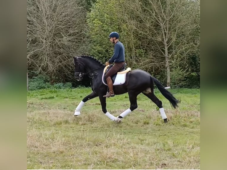 PRE Croisé Étalon 8 Ans 161 cm Noir in NAVAS DEL MADRONO