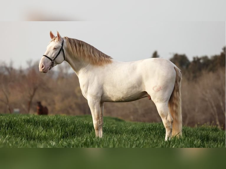 PRE Croisé Étalon 8 Ans 161 cm Perlino in NAVAS DEL MADRONO