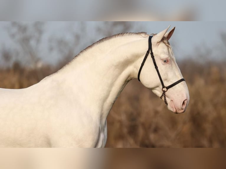 PRE Croisé Étalon 8 Ans 161 cm Perlino in NAVAS DEL MADRONO