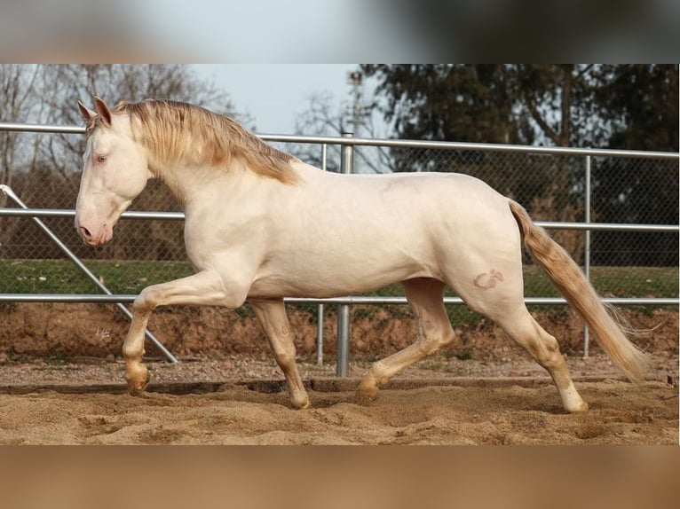 PRE Croisé Étalon 8 Ans 161 cm Perlino in NAVAS DEL MADRONO