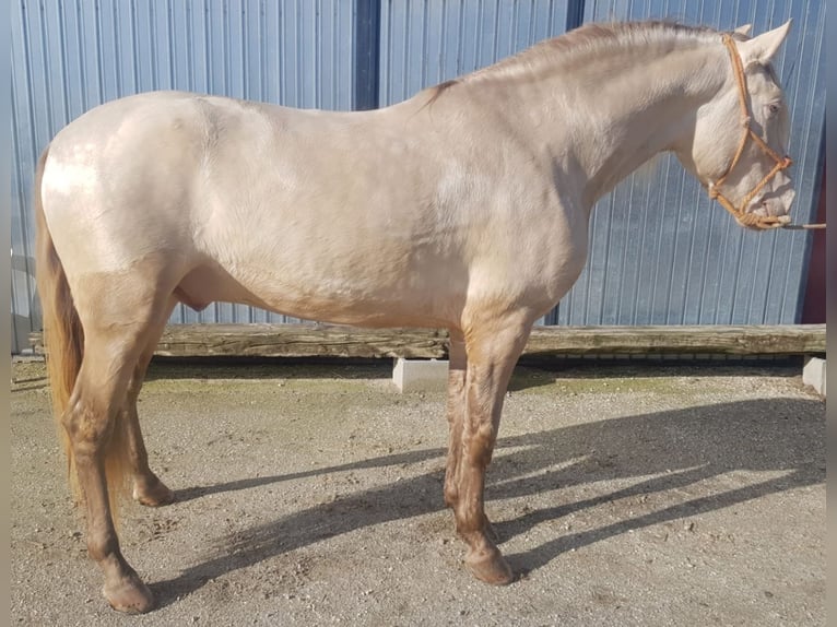 PRE Croisé Étalon 8 Ans 162 cm Cremello in Málaga