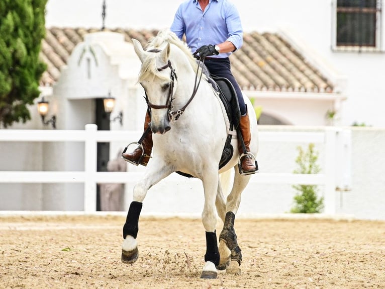 PRE Croisé Étalon 8 Ans 162 cm Gris in Navas Del Madroño