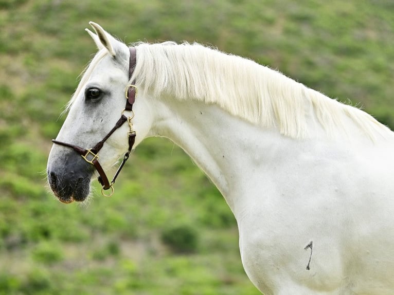 PRE Croisé Étalon 8 Ans 162 cm Gris in Navas Del Madroño