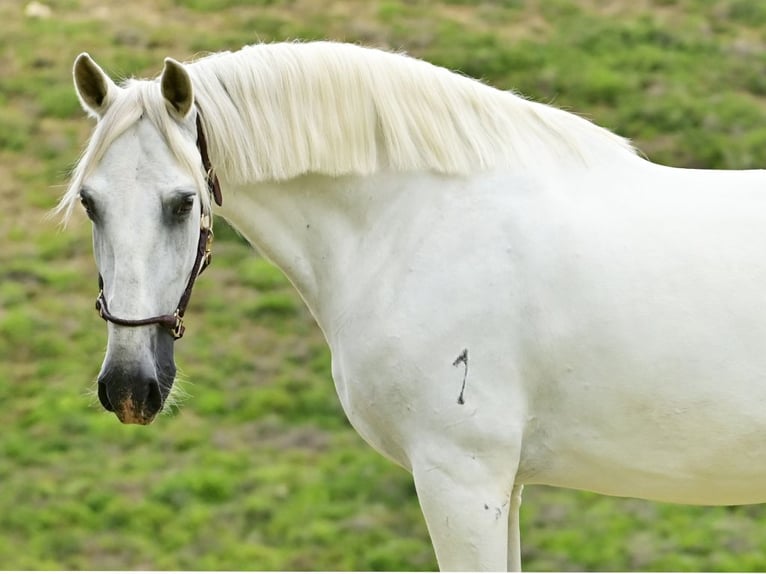 PRE Croisé Étalon 8 Ans 162 cm Gris in Navas Del Madroño