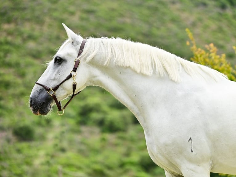 PRE Croisé Étalon 8 Ans 162 cm Gris in Navas Del Madroño