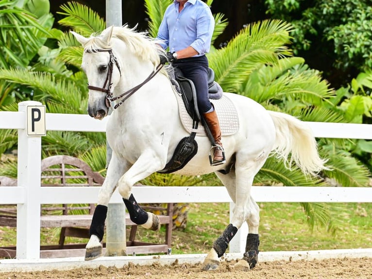 PRE Croisé Étalon 8 Ans 162 cm Gris in Navas Del Madroño