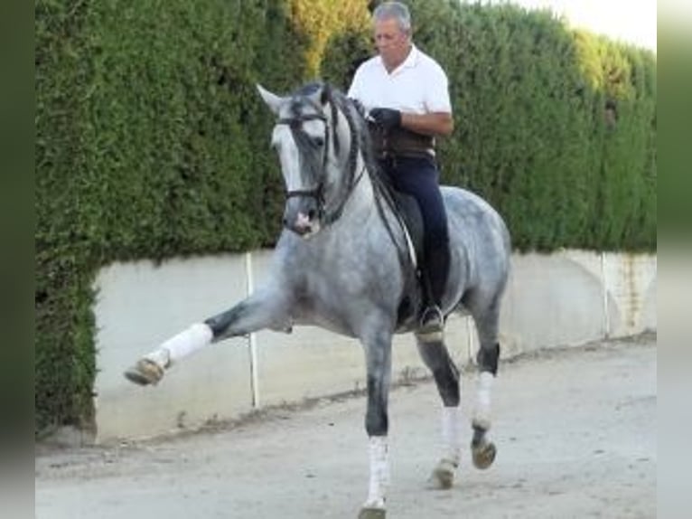 PRE Croisé Étalon 8 Ans 162 cm Gris in Sevilla