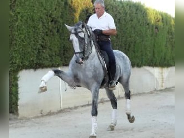 PRE Croisé Étalon 8 Ans 162 cm Gris in Sevilla