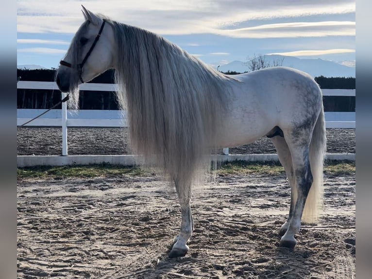 PRE Croisé Étalon 8 Ans 162 cm Gris in Granada