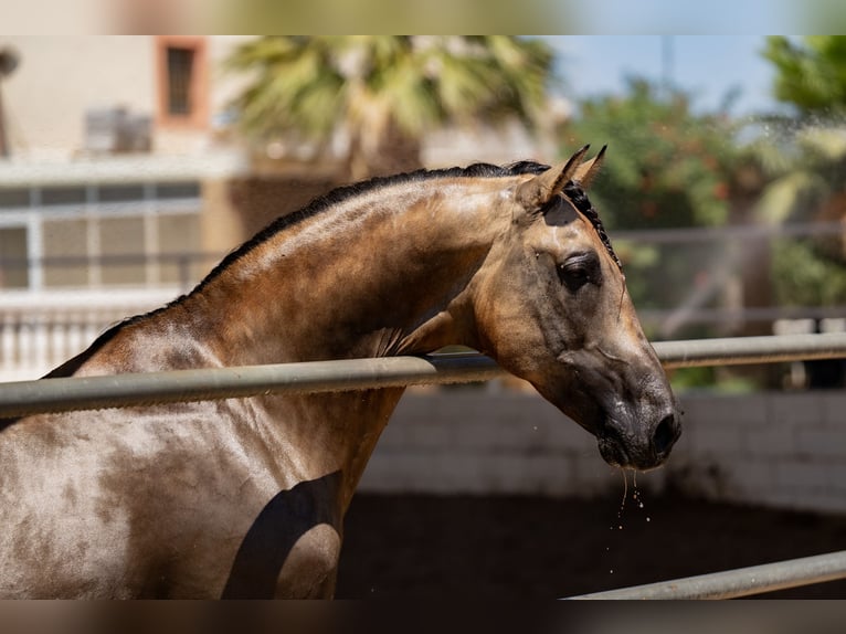 PRE Croisé Étalon 8 Ans 162 cm Isabelle in Benifaio