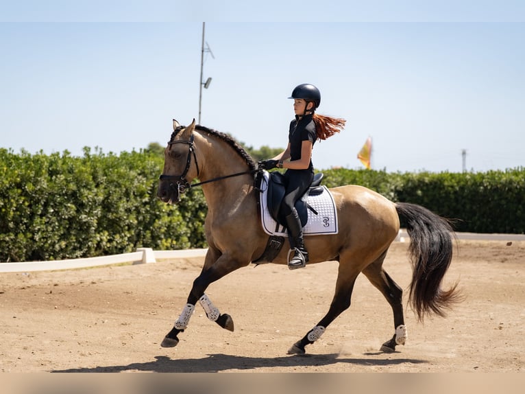 PRE Croisé Étalon 8 Ans 162 cm Isabelle in Benifaio