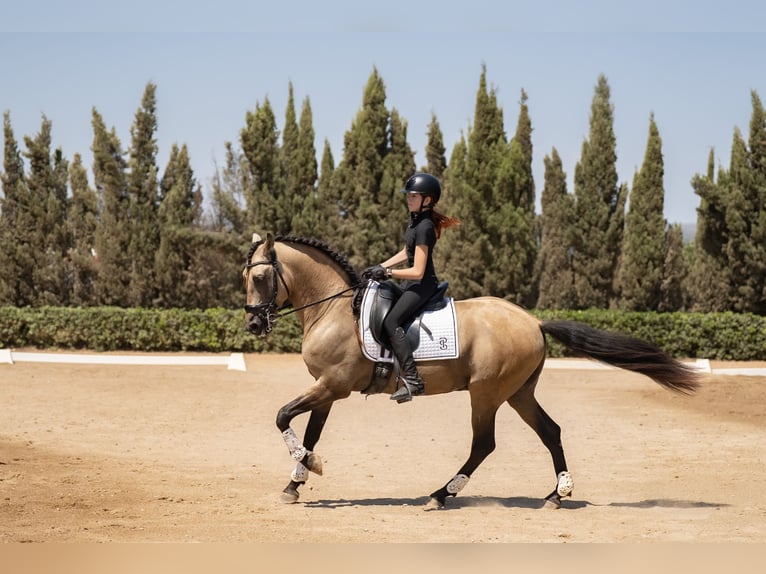 PRE Croisé Étalon 8 Ans 162 cm Isabelle in Benifaio
