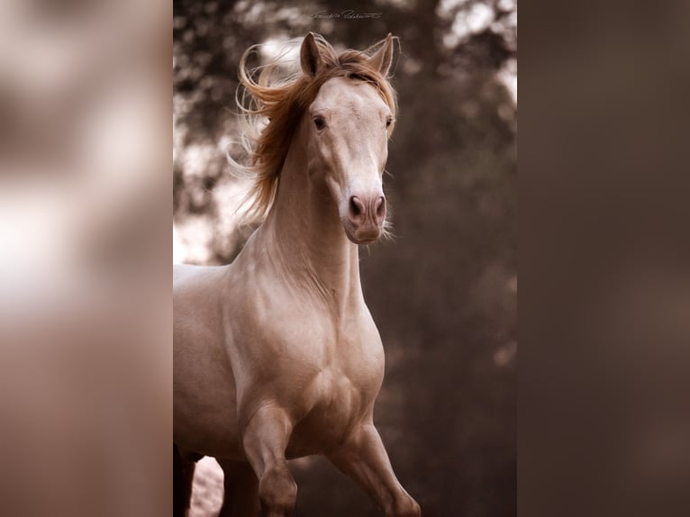 PRE Croisé Étalon 8 Ans 162 cm Perlino in El Catllar