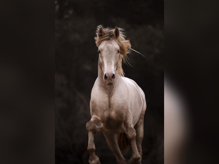 PRE Croisé Étalon 8 Ans 162 cm Perlino in El Catllar