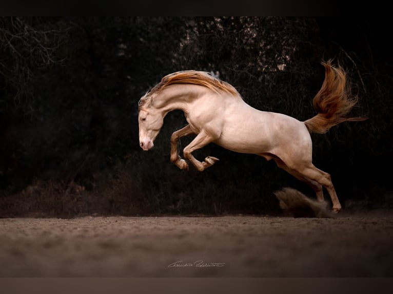 PRE Croisé Étalon 8 Ans 162 cm Perlino in El Catllar