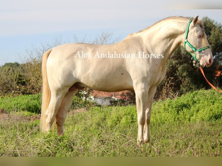 PRE Croisé Étalon 8 Ans 162 cm Perlino in Sevilla