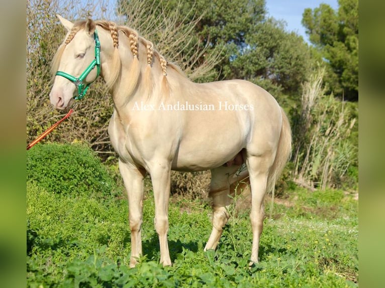 PRE Croisé Étalon 8 Ans 162 cm Perlino in Sevilla