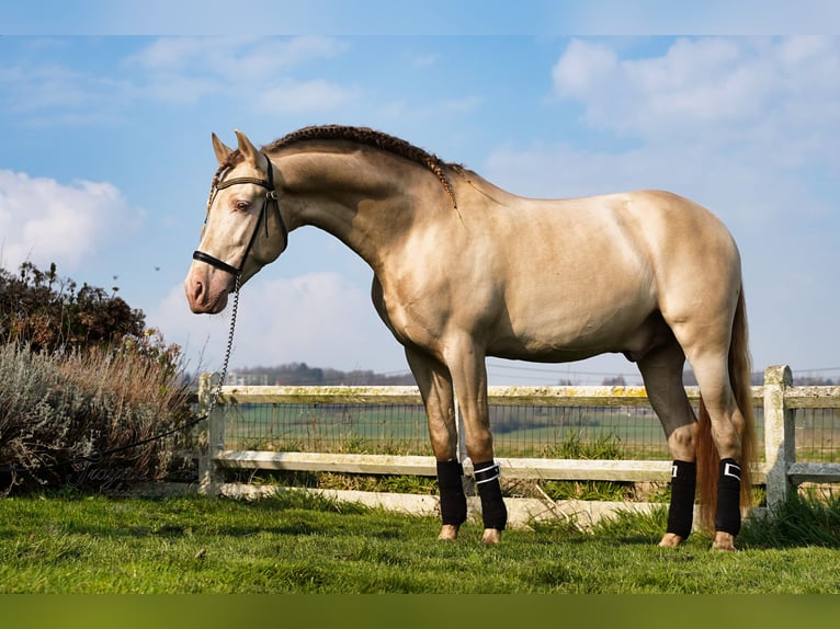 PRE Croisé Étalon 8 Ans 162 cm Perlino in Heuvelland