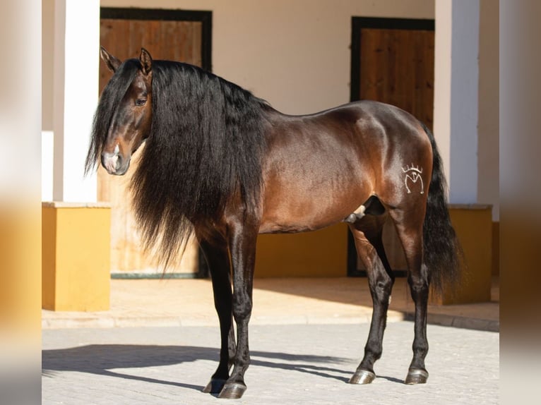 PRE Croisé Étalon 8 Ans 163 cm Bai in Madrid