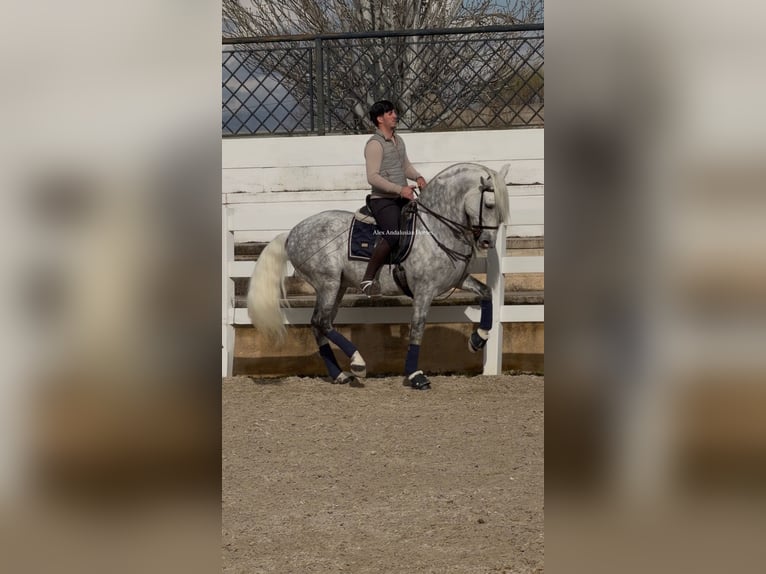 PRE Croisé Étalon 8 Ans 163 cm Gris in Sevilla