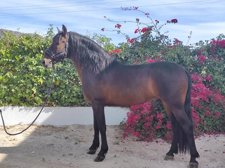 PRE Croisé Étalon 8 Ans 164 cm Bai brun in SutullenaLorca