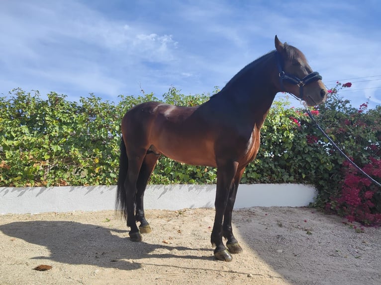 PRE Croisé Étalon 8 Ans 164 cm Bai brun in SutullenaLorca