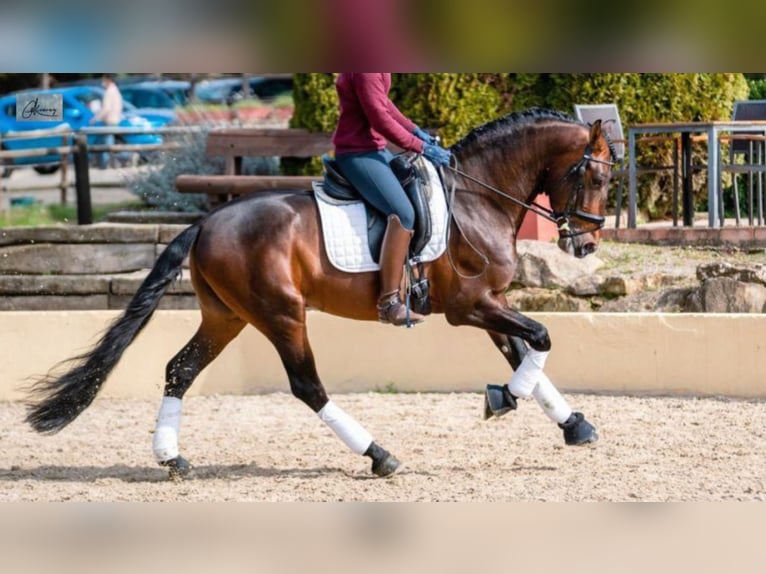 PRE Croisé Étalon 8 Ans 164 cm Bai cerise in NAVAS DEL MADRONO