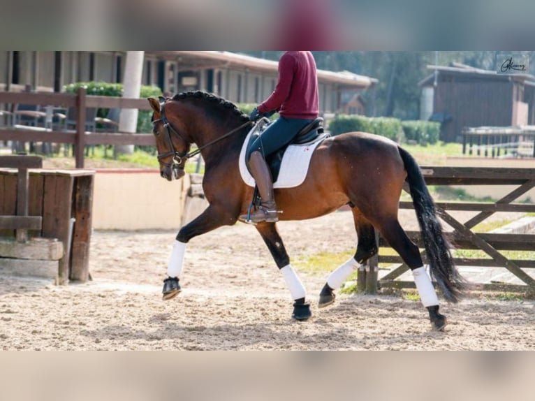 PRE Croisé Étalon 8 Ans 164 cm Bai cerise in NAVAS DEL MADRONO