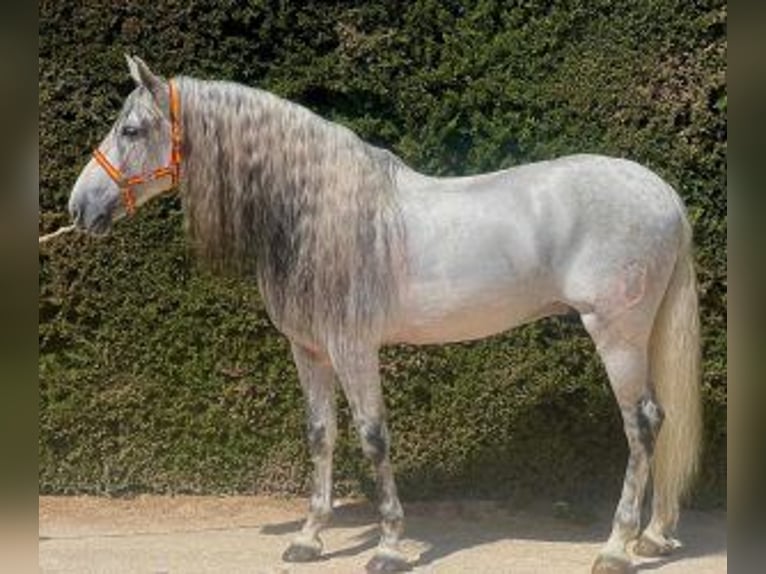 PRE Croisé Étalon 8 Ans 164 cm Gris in Sevilla