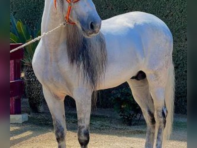 PRE Croisé Étalon 8 Ans 164 cm Gris in Sevilla