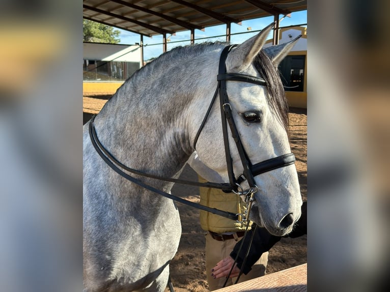PRE Croisé Étalon 8 Ans 164 cm Gris pommelé in Martfeld