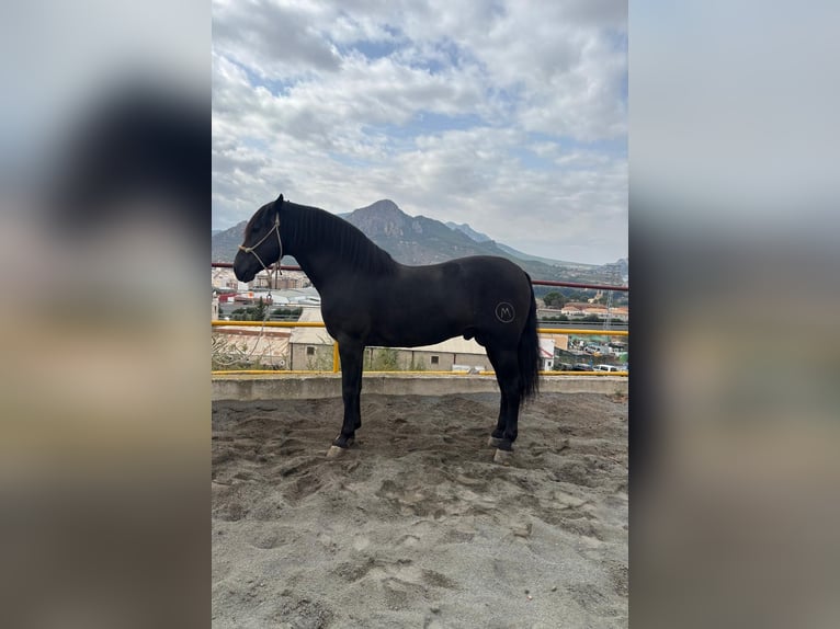 PRE Étalon 8 Ans 164 cm Noir in Cieza