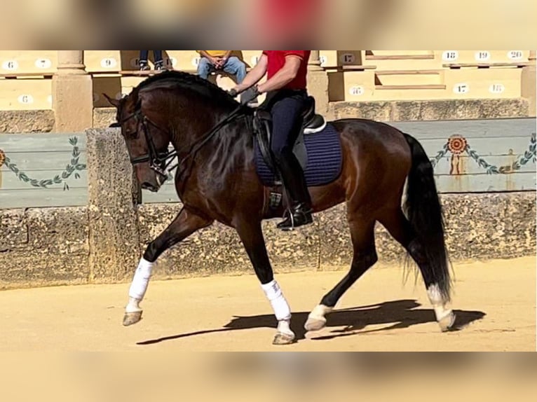 PRE Croisé Étalon 8 Ans 165 cm Bai cerise in NAVAS DEL MADRONO