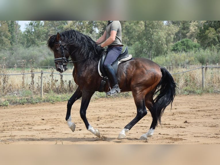 PRE Croisé Étalon 8 Ans 165 cm Bai cerise in NAVAS DEL MADRONO