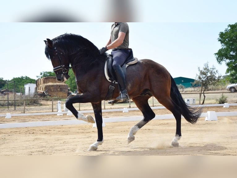 PRE Croisé Étalon 8 Ans 165 cm Bai cerise in NAVAS DEL MADRONO