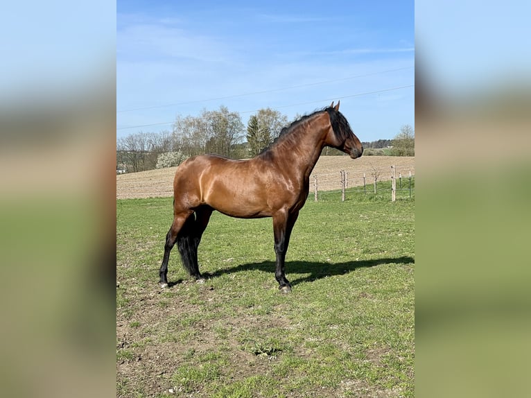 PRE Croisé Étalon 8 Ans 165 cm Bai in Kemnath