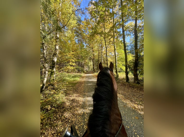 PRE Croisé Étalon 8 Ans 165 cm Bai in Kemnath