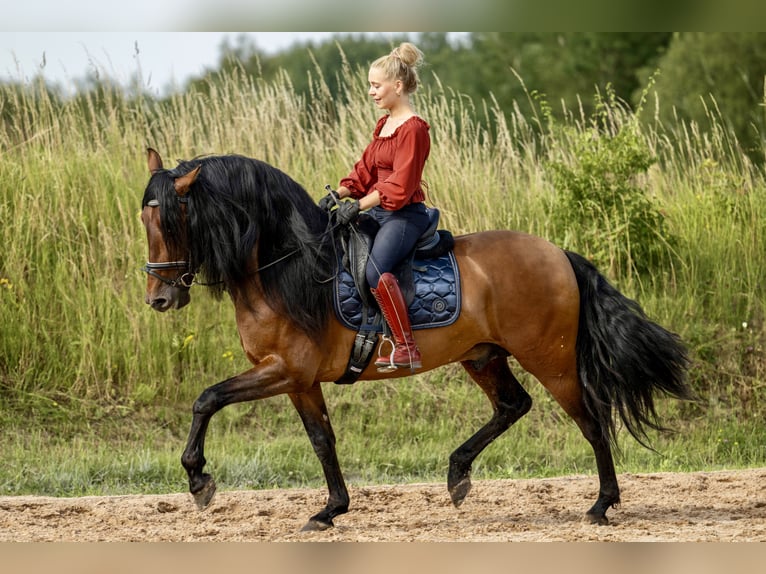 PRE Croisé Étalon 8 Ans 165 cm Bai in Kemnath