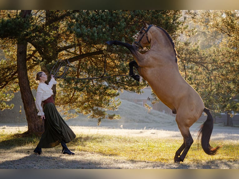 PRE Étalon 8 Ans 165 cm Buckskin in Kaunas