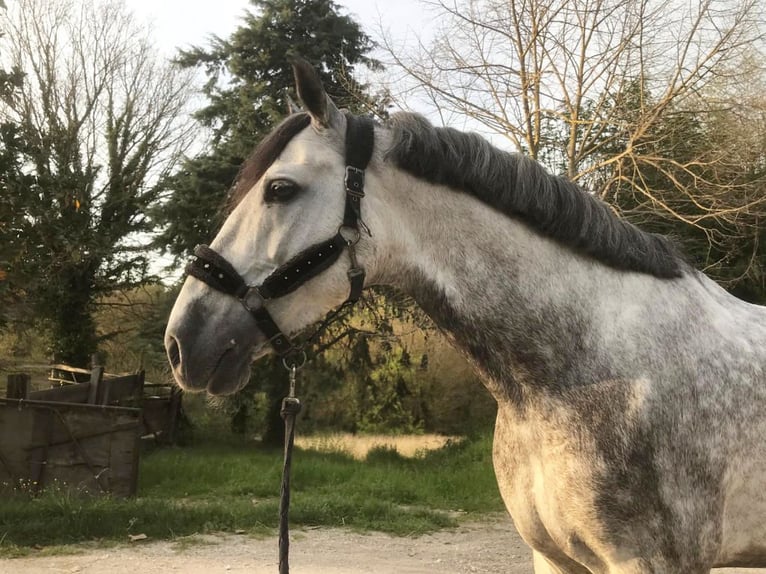 PRE Croisé Étalon 8 Ans 165 cm Gris in Navas Del Madroño