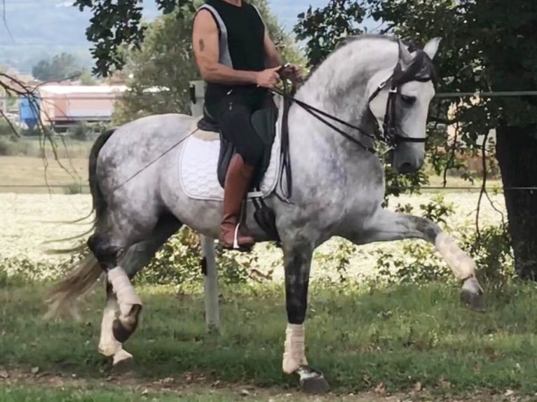 PRE Croisé Étalon 8 Ans 165 cm Gris in Navas Del Madroño