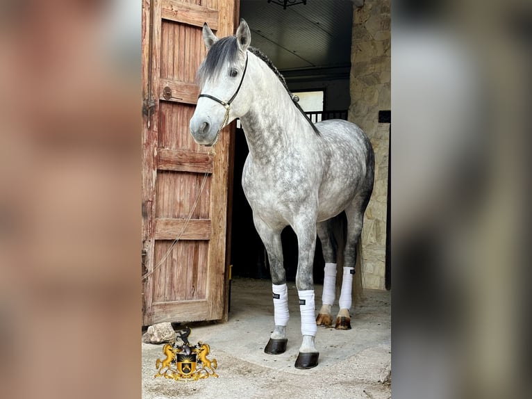 PRE Croisé Étalon 8 Ans 165 cm Gris in Campo Olivar