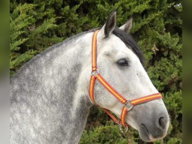 PRE Croisé Étalon 8 Ans 165 cm Gris in Sevilla