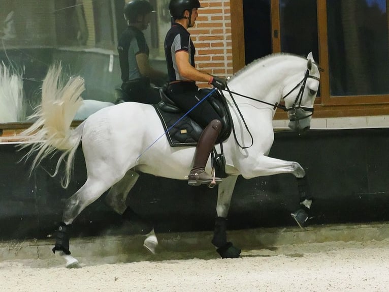PRE Croisé Étalon 8 Ans 165 cm Gris in Navas Del Madroño