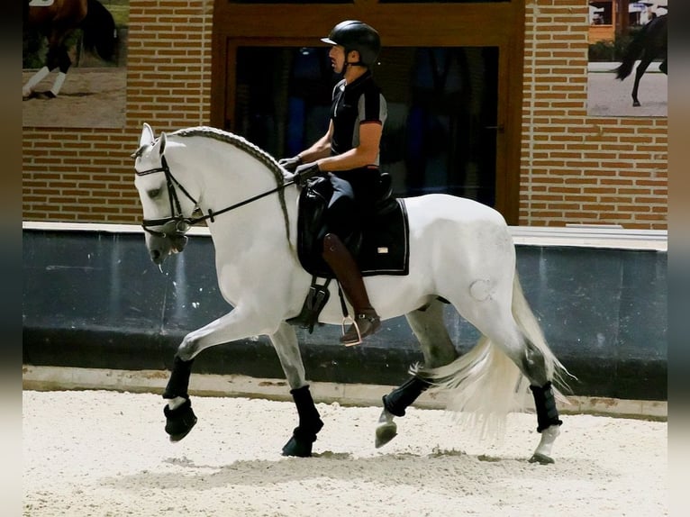 PRE Croisé Étalon 8 Ans 165 cm Gris in Navas Del Madroño