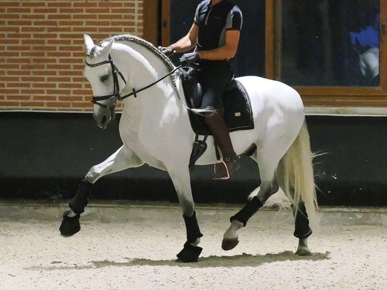 PRE Croisé Étalon 8 Ans 165 cm Gris in Navas Del Madroño