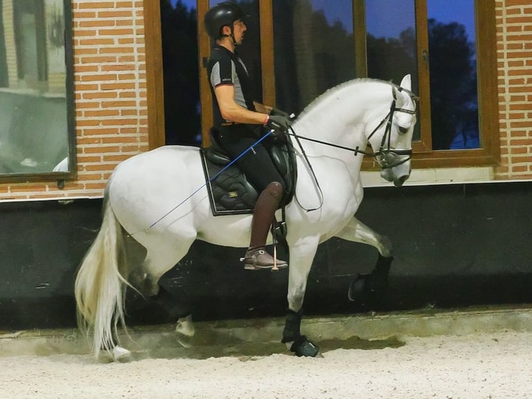 PRE Croisé Étalon 8 Ans 165 cm Gris in Navas Del Madroño