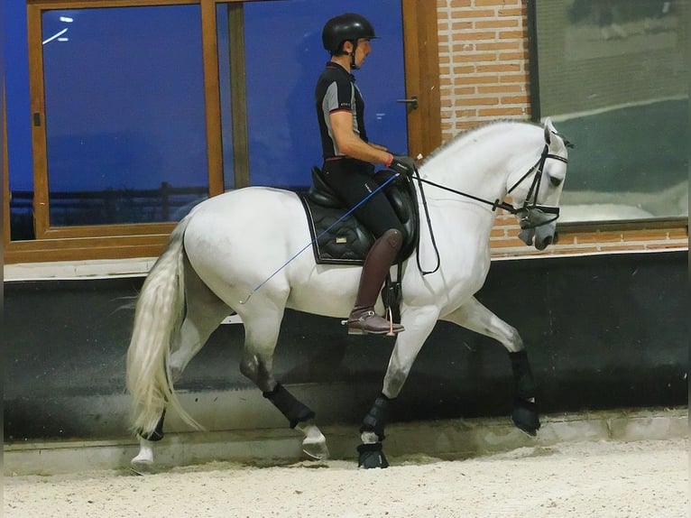 PRE Croisé Étalon 8 Ans 165 cm Gris in Navas Del Madroño