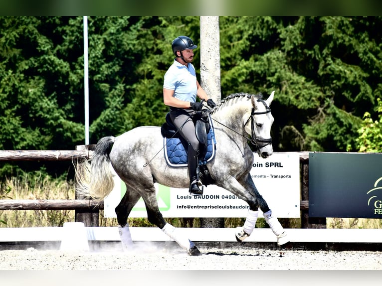 PRE Croisé Étalon 8 Ans 165 cm Gris pommelé in Martfeld